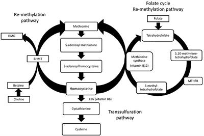 Hyperhomocysteinemia as a Risk Factor for Vascular Contributions to Cognitive Impairment and Dementia